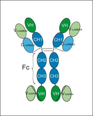 Experimental Validation Results for Inezetamab
